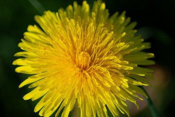 Dandelion 4