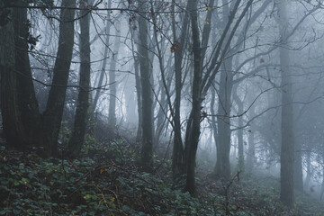 A moody misty winter woodland, with light coming through the trees