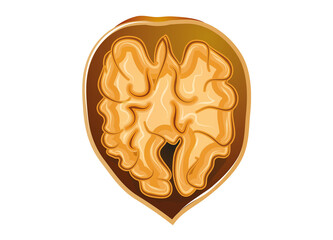 leuchtende Walnuss Frucht im Inneren der Schale