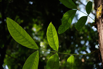 Fresh green leaf with sunlight shade  ,nature background