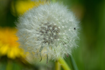 Fototapeta premium Dandelion 9