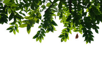 green tree branch isolated on white background, nature background