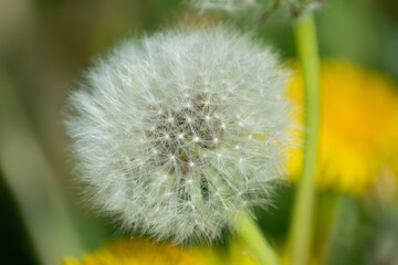 Dandelion 12