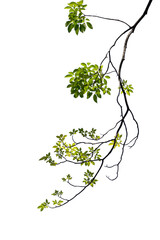 green tree branch isolated on white background, nature background
