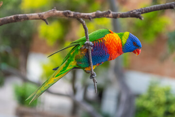 rainbow lorikeet parrot