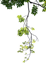 Obraz premium green tree branch isolated on white background, nature background