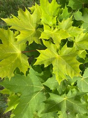 Green-yellow maple leaves close-up view. Summer nature.