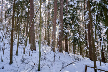 Sun rays goings through the tree stems in winter