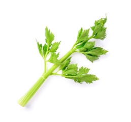 fresh celery on white background.