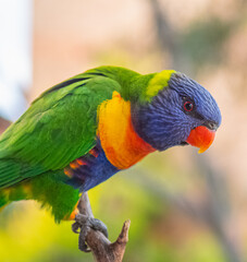 rainbow lorikeet parrot