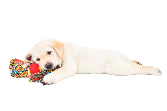 Funny cute Labrador puppy lying with a toy for dogs isolated on white background