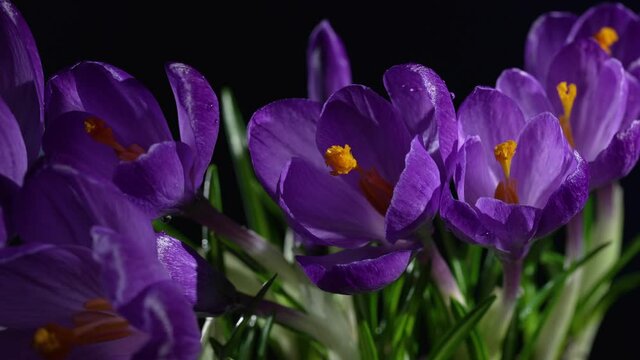 Flowers of saffron blooming on blue background
