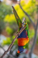 rainbow lorikeet parrot