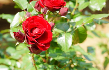 腫れた日の植物園に咲く赤いバラ