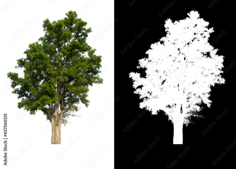 Poster green tree isolated on white background with post cut out original background and white background r