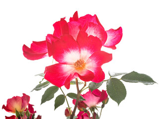 climbing rose in studio