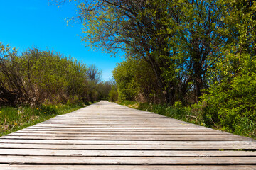 Walking wood platform in the National Wildlife Lac-Saint-François, Quebec, Canada