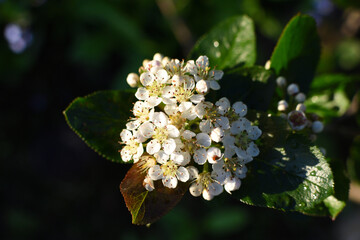 aronia plant blooming with white blossoms
