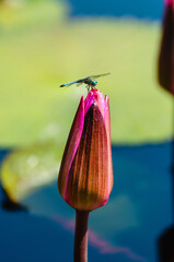 Blue dragonfly on a waterlily with a blurred background.