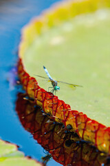 Blue dragonfly perched on a Giant Amazon Water Lily.