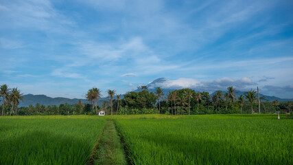 The blue sky over the green rice field. Beautiful scenery in Magelang, Central Java, Indonesia 