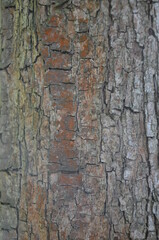 tree bark