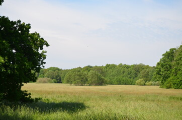 field and forest