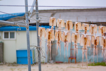 강릉의 말린오징어
