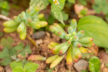 succulent plant vibrant colors log made in summer insect