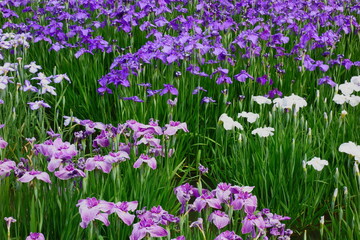 花菖蒲の風景