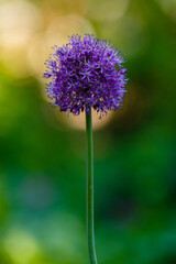 Fototapeta premium Allium Flowers (Allium Giganteum) in spring garden, Growing bulbs in the garden