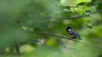 coal tit bird on the tree in spring
