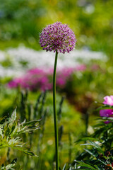 Allium Flowers (Allium Giganteum) in spring garden, Growing bulbs in the garden