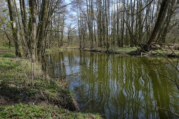 Obraz premium Altmain bei Sand am Main im Naturschutzgebiet Mainaue bei Augsfeld, Stadt Haßfurt, Landkreis Hassberge, Unterfranken, Franken, Bayern, Deutschland