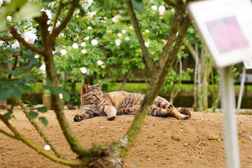 植物園に住み着いている野良猫