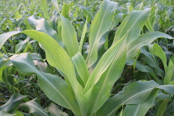Obraz premium green colored maize tree firm on field