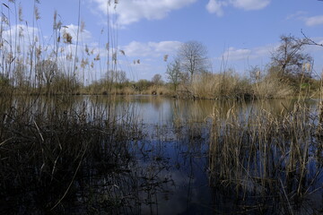 Sander Baggerseen im Naturschutzgebiet Mainaue bei Augsfeld, Landkreis Hassberge, Unterfranken, Franken, Bayern, Deutschland.