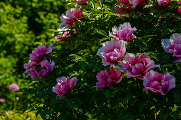 Paeonia x suffruticosa in spring garden. Paeonia blossom. Beautiful peony flowers on a natural background.