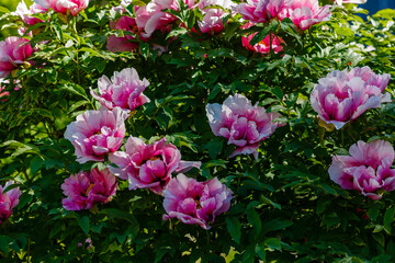 Obraz premium Paeonia x suffruticosa in spring garden. Paeonia blossom. Beautiful peony flowers on a natural background.