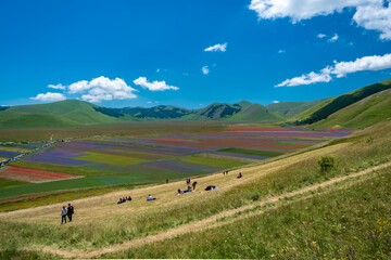 Obraz premium Blooming of lentil on Castelluccio di Norcia plain