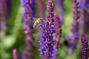 close-up of a honeybee harvesting on blue and purple sage blossoms with blurry background