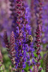 close-up of a honeybee harvesting on blue and purple sage blossoms with blurry background