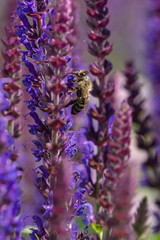 close-up of a honeybee harvesting on blue and purple sage blossoms with blurry background