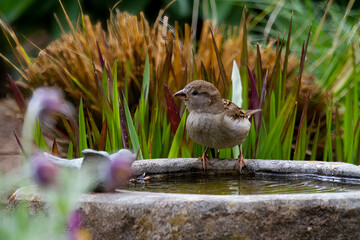 a sparrow standing on the border of a stony bird bath