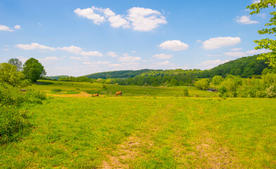 Cows in a green hilly meadow under a blue sky in sunlight in springtime, Voeren, Limburg, Belgium, June, 2021