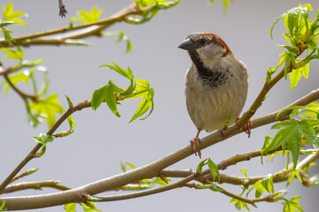 A house sparrow (passer domesticus) sitting on a branche with light green leaves