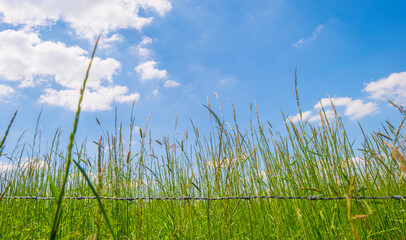 Fields and trees in a green hilly grassy landscape under a blue sky in sunlight in springtime, Voeren, Limburg, Belgium, June, 2021