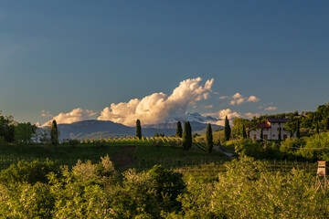 Spring sunset in the vineyards of Rosazzo