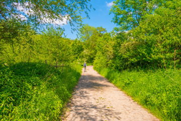Fototapeta na wymiar Fields and trees in a green hilly grassy landscape under a blue sky in sunlight in springtime, Voeren, Limburg, Belgium, June, 2021