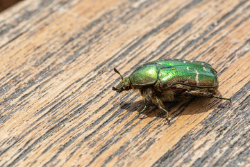 Close-up of a rose chafer (Cetonia aurata) with a green glossy armature on a brown plank